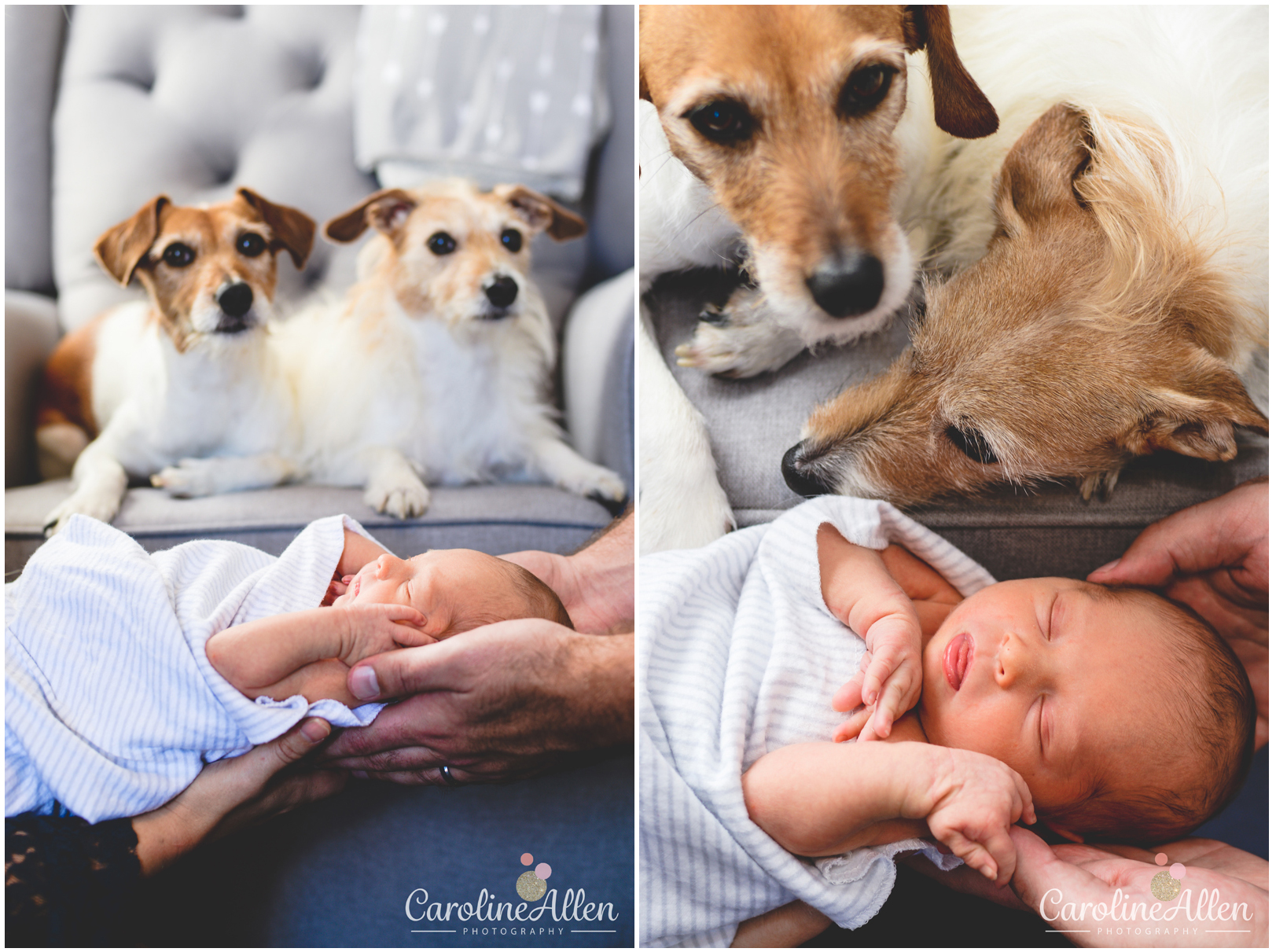 tampa newborn, jack russells, furbabies