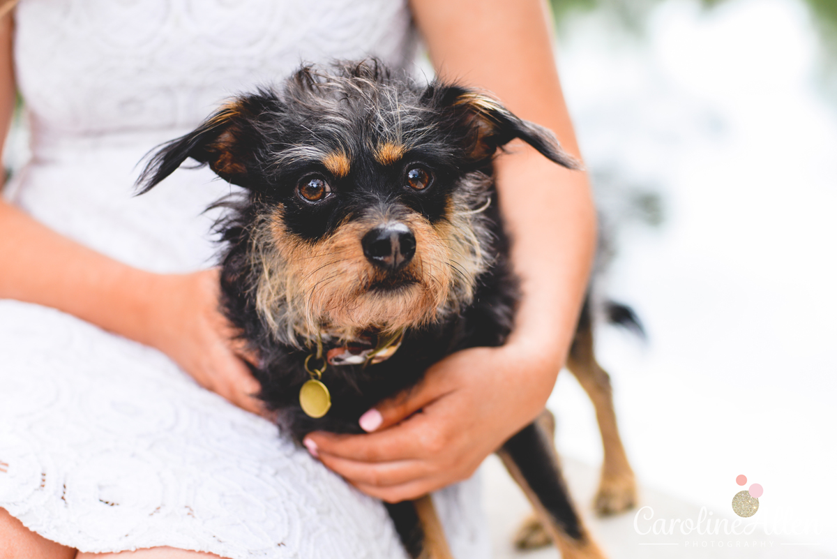 dog, puppy, brown eyes, dog portrait 