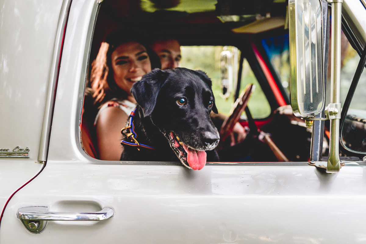 chevy, vintage, dog, truck, shotgun