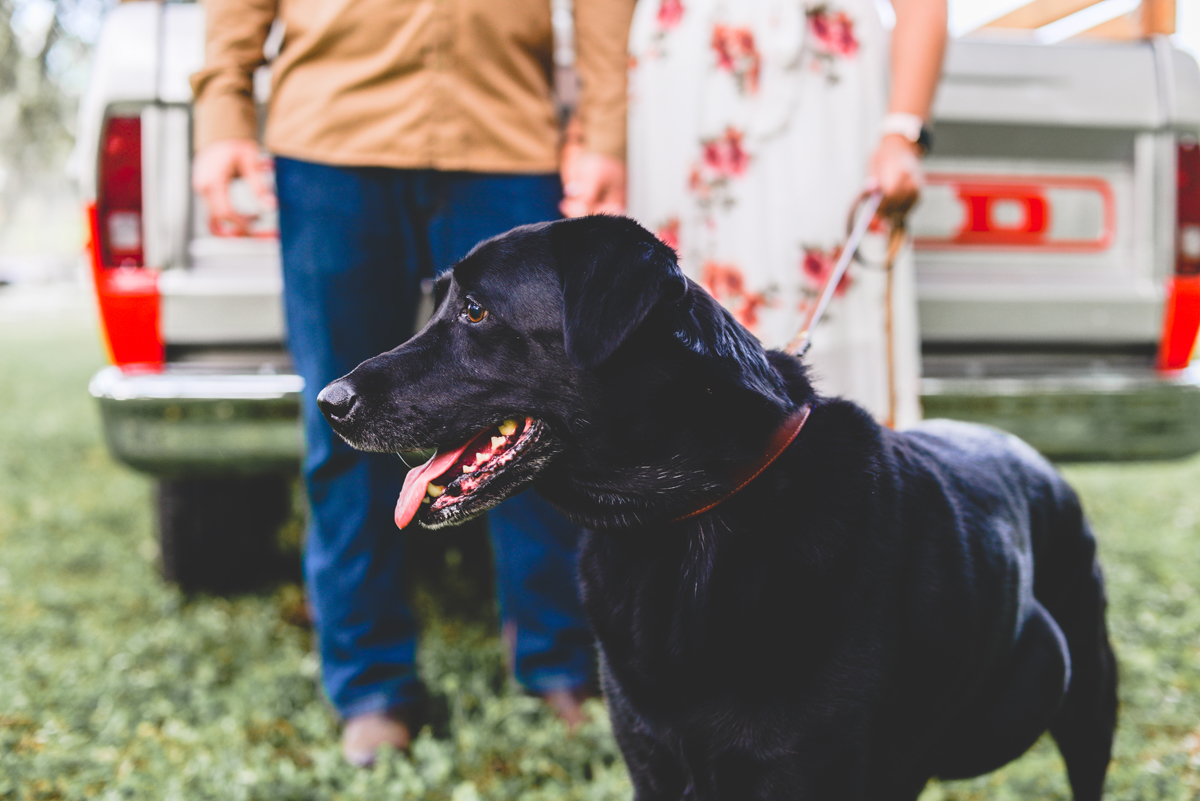 black lab, puppy, dog, headshot