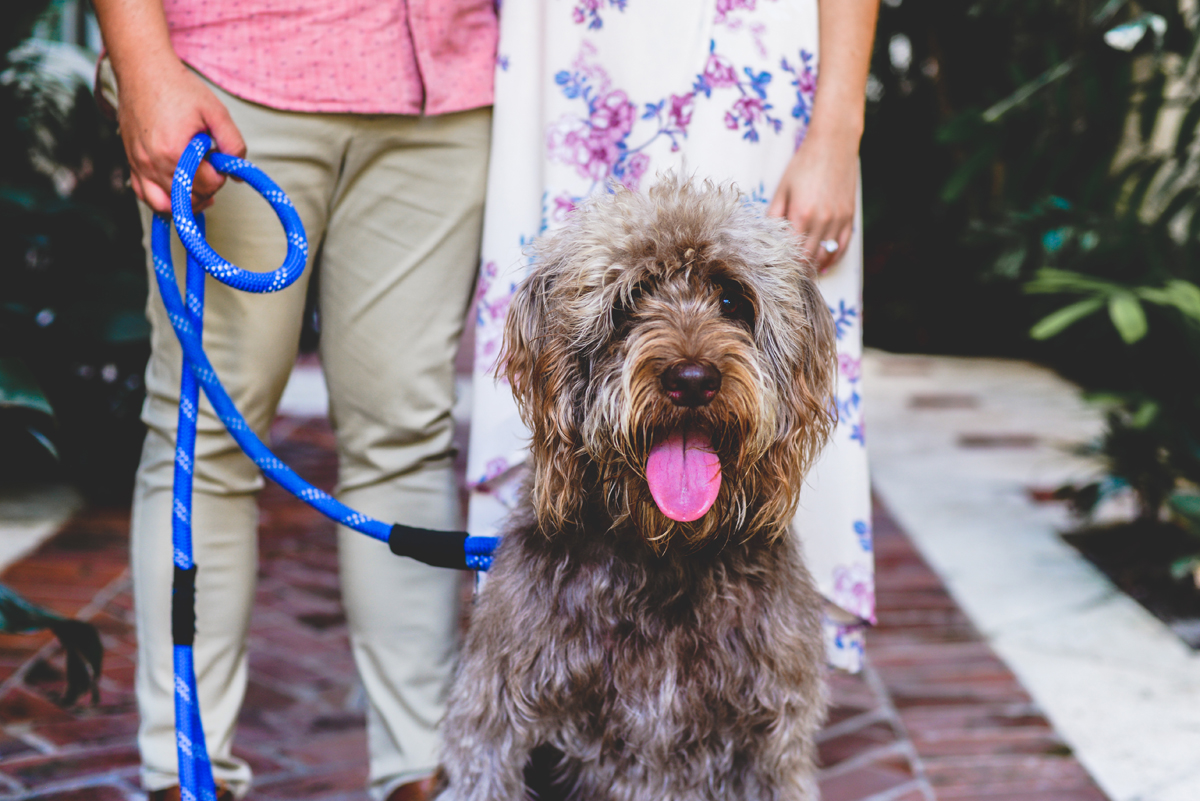 fluffy, dog, portrait, tongue, puppy, cute